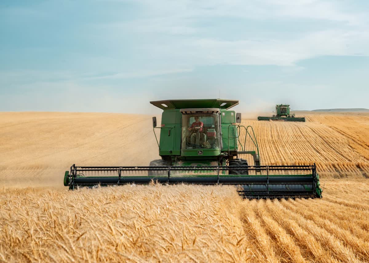 Combine harvester working a wheat field